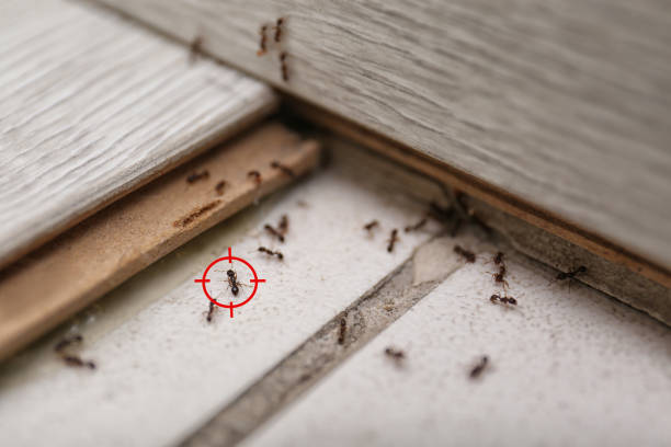 Best Exterminator Services  in Kgsford Heights, IN