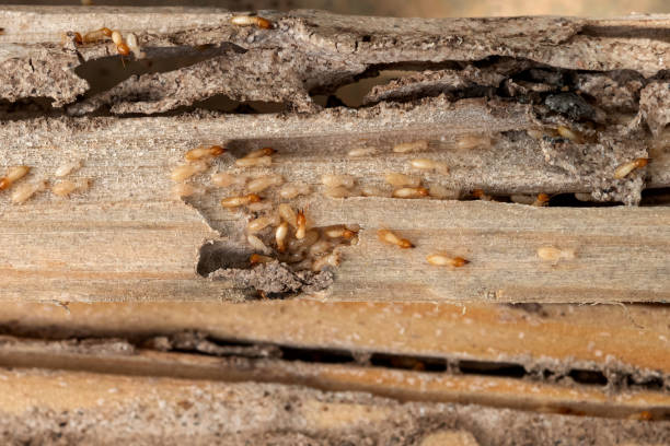 Best Pest Prevention Services  in Kgsford Heights, IN